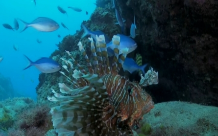 New Zealand's Kermadec region designated marine reserve